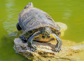 Fototapeta premium red-eared turtle basking in the sun