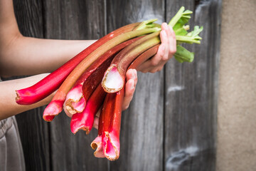 Two female hands holding rhubarb, wooden background
