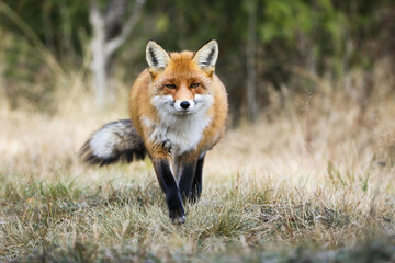 Red fox, vulpes vulpes, running closer on dry field in autumn from front. Orange animal approaching on meadow in fall. Furry predator walking on glade.