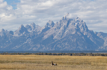 Pronghorn Antelope Buck in Grand Teton National Park Wyoming in Autumn