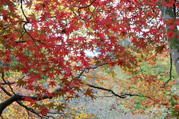 Bright red Japanese maple leaves during the autumn.