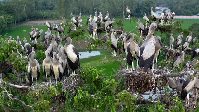 Asian openbill storks with their chicks in nest