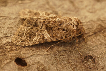 Closeup of the lychnis moth, Hadena bicruris