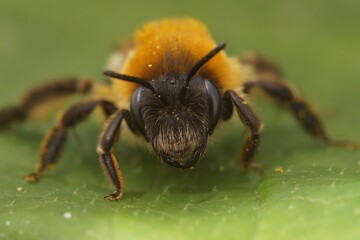 Closeup on a furry brown female grey-patched mining bee, Andrena nitida sitting on a green leaf