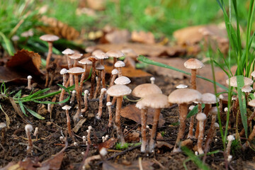Felted twiglet mushrooms growing in the leaf litter during autumn.