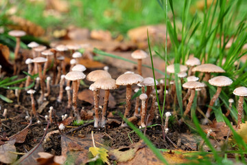 Felted twiglet mushrooms growing in the leaf litter during autumn.