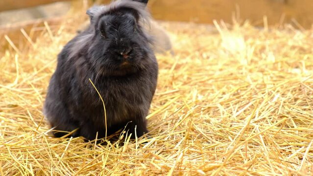 A black rabbit sits in straw and chews blades of grass. Farm animals.