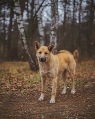Ginger stray street dog in forest or park looking sad and hungry in cold weather. lonely abandoned god looking for people's attention