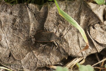 Closeup shot of an Oregon squash Anasa tristis,sitting on dried leafs in north Oregon