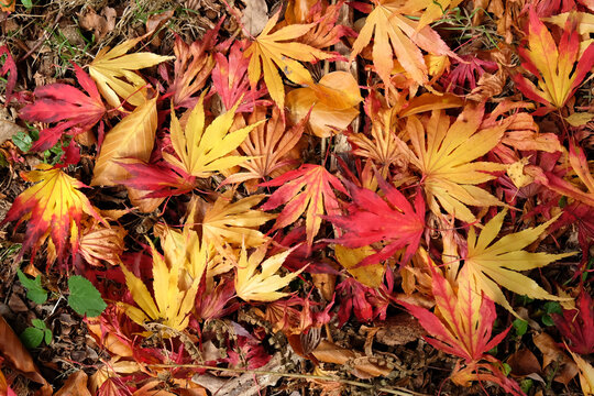 Colourful orange and red leaves of the Palmate maple tree during the autumn.