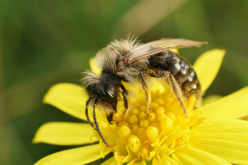 Closeup on a male Grey-backed mining bee, Andrena vaga emerging too soon due to climate change