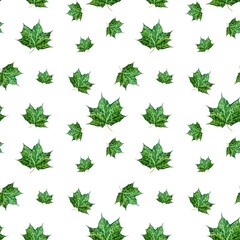 Green maple leaf seamless pattern hand drawn