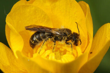 Closeup on a male large sciccor bee, Chelostoma florisomne on it's host-plant