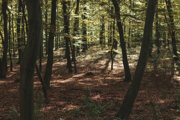 Trees in a dense forest