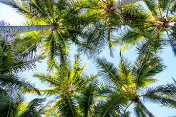 Fototapeta na wymiar Scenic view of palm trees and blue sky, Hamilton Island, Australia