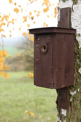 a bird house on a birch tree