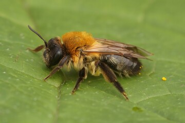 Closeup on a furry brown female grey-patched mining bee, Andrena nitida sitting on a green leaf