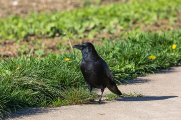 carrion crow in close up