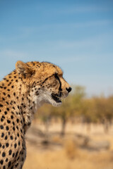 Isolated cheetah over blurred background looking right with text space