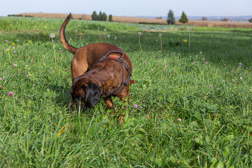tracker dog sniffing on the ground - obrazy, fototapety, plakaty