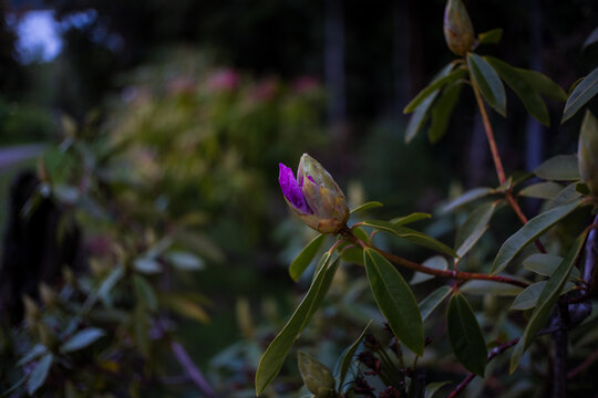 Rhododendron minus Michx.