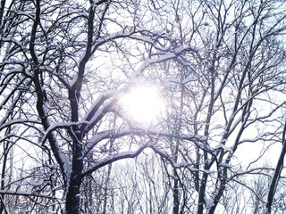Bright sun and tree branches covered with snow. Winter forest