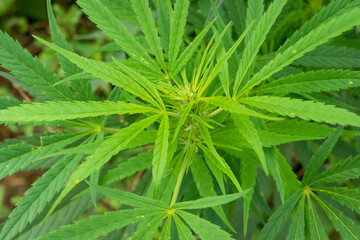 Medical cannabis marijuana, jointed herb drugs.