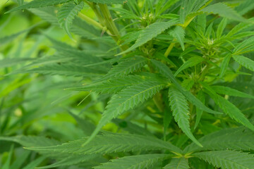 Medical cannabis marijuana, jointed herb drugs.