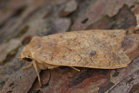 Closeup on the Brick owlet moth, Agrochola circellaris on wood