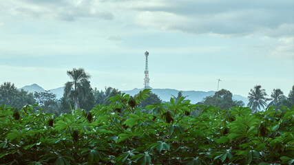 Obraz premium Cassava garden with signal tower background