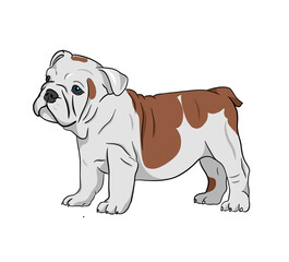 english bulldog puppy