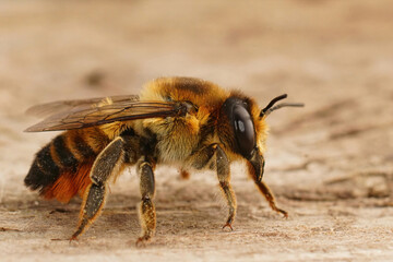 Closeup on a female Willughby's leafcutter bee, Megachile willughbiella sitting on wood