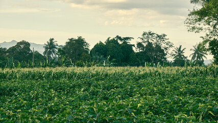 Plantation in a sunny village in the afternoon