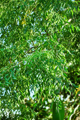 Tree with thick and fresh green leaves
