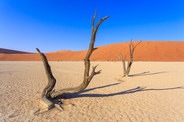 Deadvlei, white clay pan located inside the Namib-Naukluft Park in Namibia.Africa.