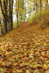 autumn path in forest