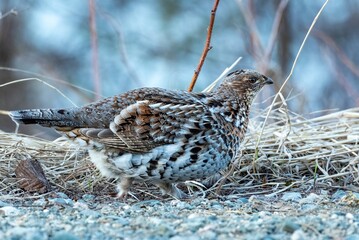 Female ruffed grouse (Bonasa umbellus) walking on gravel, against a background of dry grass, at blue hour