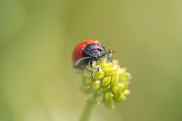 Red and black insect