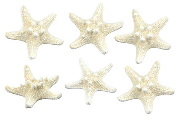 Fototapeta na wymiar set, starfish isolated from background