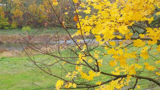  yellow autumn landscape with tree in a park