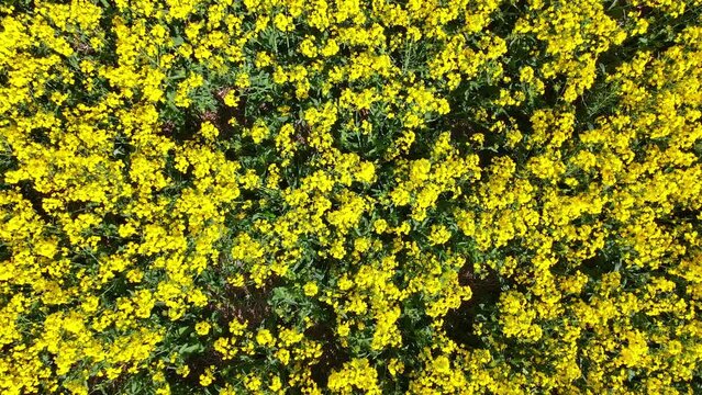 aerial round view from drone of spring beautiful