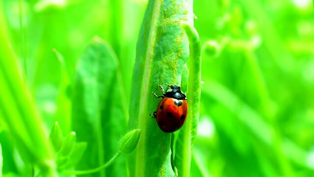 Shooting in the spring. Ladybug on a grass