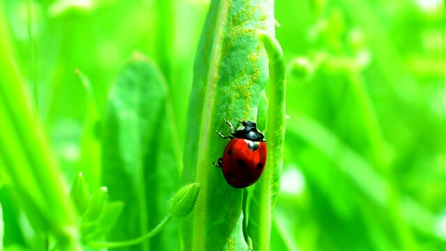 Ladybug on a grass. Shooting in the spring