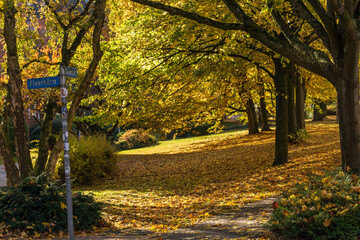 Ein sonniger Herbsttag mit buntem Laub in einem Park