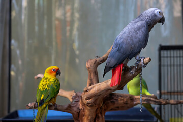 Obraz premium African Gray parrot and Sun Conure on artificial tree trunk