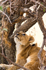 Lion cub in a tree in Tanzania