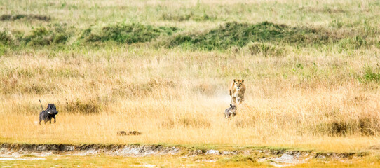 Lioness hunting a warthog in Tanzania