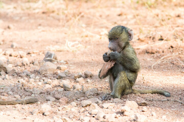 Baboons around Lake Manyara Tanzania