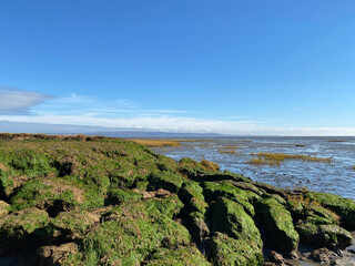 Rive d'une plage à marée basse couverte de mousse, lichen et algue verte. Sable mouillé au abord d'un fleuve où l'eau s'est retirée. Baie avec un ciel bleu et des montagnes au loin.