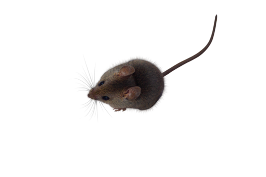 mouse, little mouse sitting, isolate